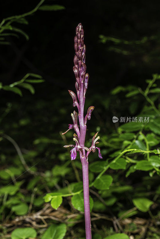 太平洋珊瑚根(Corallorhiza mertensiana)是一种原产于北美西北部阴凉的针叶林中的珊瑚根兰花。它也有常见的名字西方珊瑚根和梅尔滕斯珊瑚根。Corallorrhiza mertensiana是一个无叶，pa